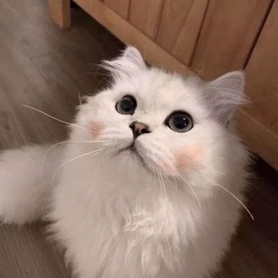高清超萌可爱的猫咪微信情侣头像图片