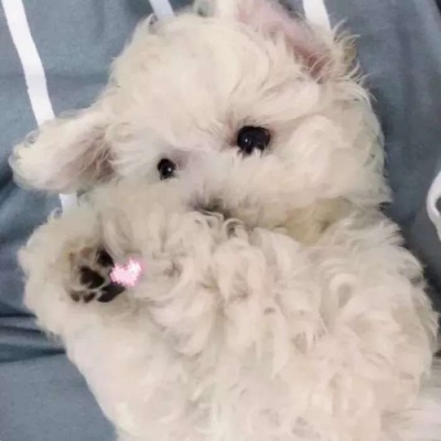 高清超萌可爱的猫咪微信情侣头像图片