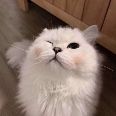 高清超萌可爱的猫咪微信情侣头像图片