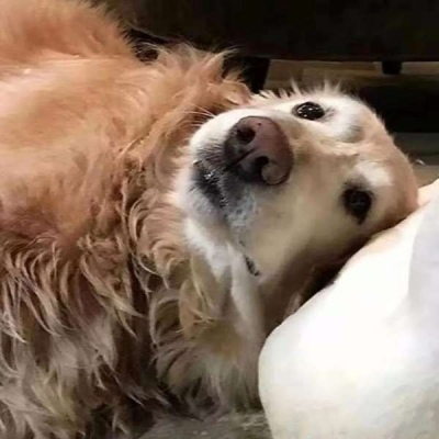高清一左一右的可爱沙雕情侣头像一对两张图片