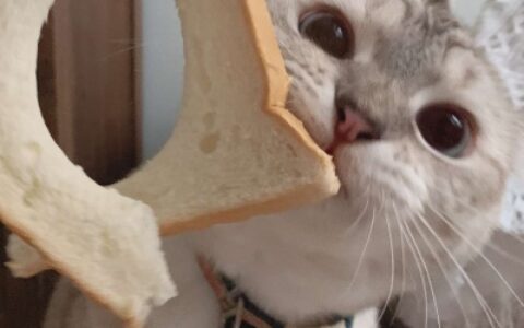 又胖又萌的猫咪高清情侣图片头像 猫咪男女情头