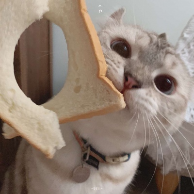 又胖又萌的猫咪高清情侣图片头像 猫咪男女情头