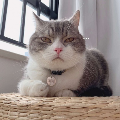 又胖又萌的猫咪高清情侣图片头像 猫咪男女情头