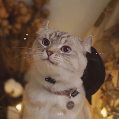 又胖又萌的猫咪高清情侣图片头像 猫咪男女情头
