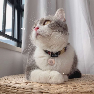 又胖又萌的猫咪高清情侣图片头像 猫咪男女情头