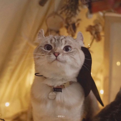 又胖又萌的猫咪高清情侣图片头像 猫咪男女情头