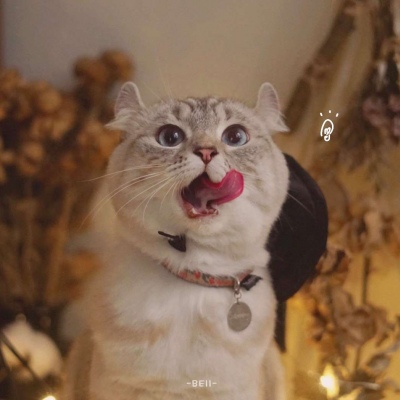 又胖又萌的猫咪高清情侣图片头像 猫咪男女情头