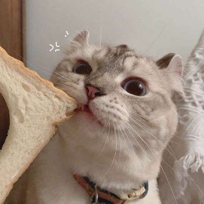 又胖又萌的猫咪高清情侣图片头像 猫咪男女情头