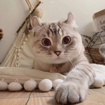 又胖又萌的猫咪高清情侣图片头像 猫咪男女情头