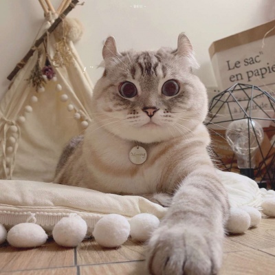 又胖又萌的猫咪高清情侣图片头像 猫咪男女情头