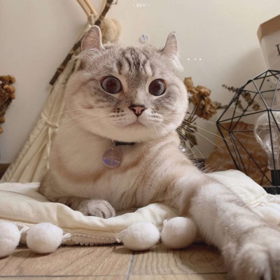 又胖又萌的猫咪高清情侣图片头像 猫咪男女情头