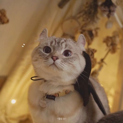 又胖又萌的猫咪高清情侣图片头像 猫咪男女情头