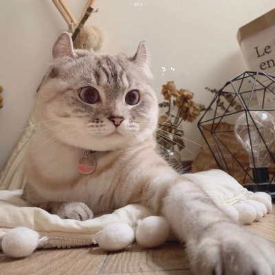 又胖又萌的猫咪高清情侣图片头像 猫咪男女情头
