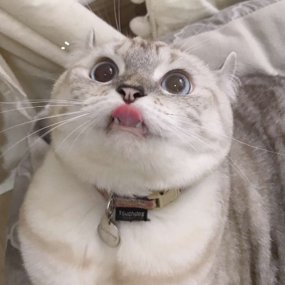 又胖又萌的猫咪高清情侣图片头像 猫咪男女情头