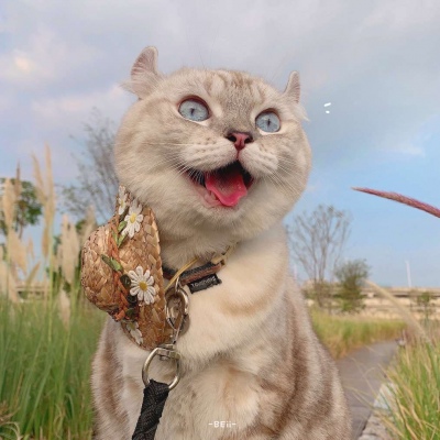 又胖又萌的猫咪高清情侣图片头像 猫咪男女情头