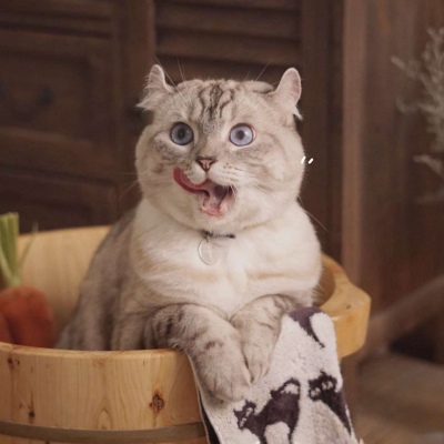 又胖又萌的猫咪高清情侣图片头像 猫咪男女情头