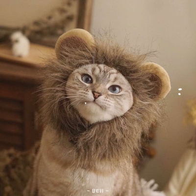 又胖又萌的猫咪高清情侣图片头像 猫咪男女情头