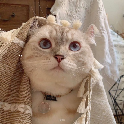 又胖又萌的猫咪高清情侣图片头像 猫咪男女情头