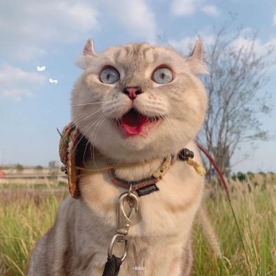 又胖又萌的猫咪高清情侣图片头像 猫咪男女情头