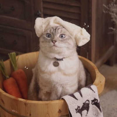 又胖又萌的猫咪高清情侣图片头像 猫咪男女情头