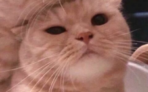 高清超萌的情侣猫头像可爱图片 情侣猫咪头像一左一右