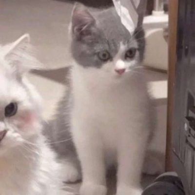 高清超萌的情侣猫头像可爱图片 情侣猫咪头像一左一右