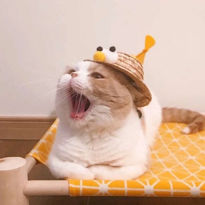 高清超萌的情侣猫头像可爱图片 情侣猫咪头像一左一右