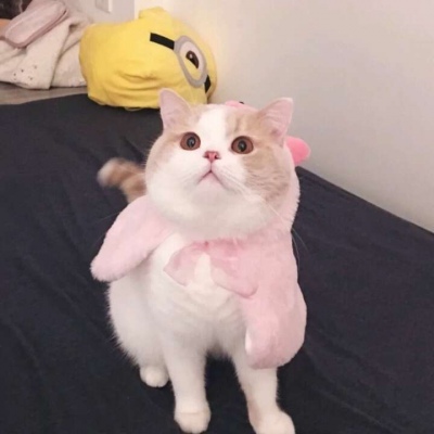 高清超萌的情侣猫头像可爱图片 情侣猫咪头像一左一右