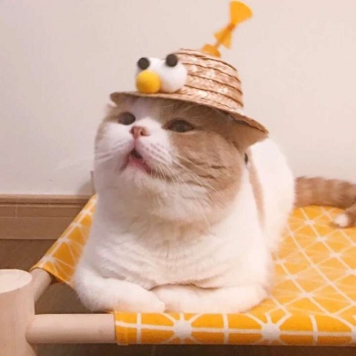 高清超萌的情侣猫头像可爱图片 情侣猫咪头像一左一右