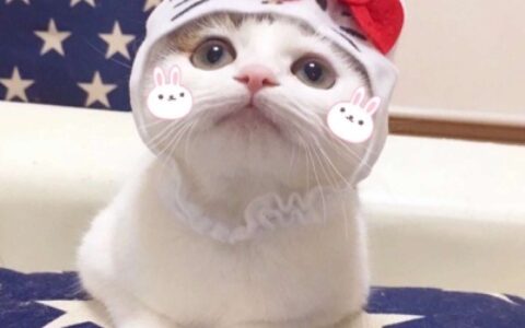 高清可爱猫咪情头只有猫的图片 动物情头情侣猫