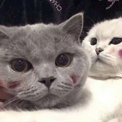 高清好看的qq情侣萌可爱猫咪头像图片 qq头像萌宠猫咪图片