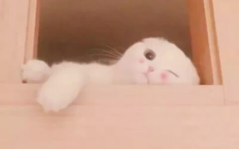 高清可爱的猫一男一女两张图片 情头猫咪一对