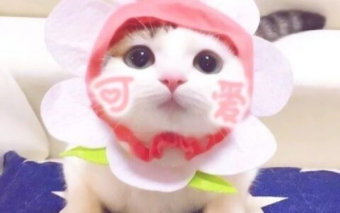 高清可爱的小猫咪情侣头像萌萌哒图片