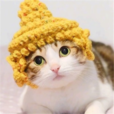 高清可爱的小猫咪情侣头像萌萌哒图片