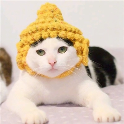 高清可爱的小猫咪情侣头像萌萌哒图片