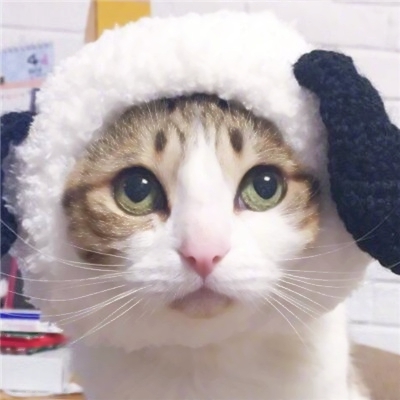 高清可爱的小猫咪情侣头像萌萌哒图片