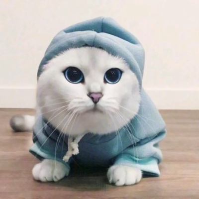 高清可爱的小猫咪情侣头像萌萌哒图片
