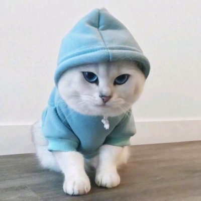 高清可爱的小猫咪情侣头像萌萌哒图片