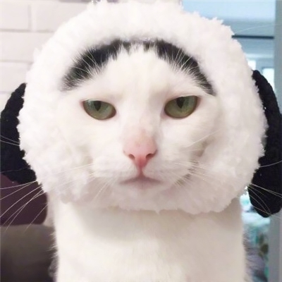 高清可爱的小猫咪情侣头像萌萌哒图片