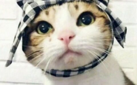 高清一对两张可爱猫咪情头图片,搞怪的可爱猫咪两只一对