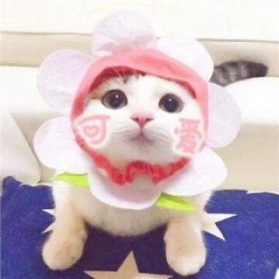 高清一对两张可爱猫咪情头图片,搞怪的可爱猫咪两只一对