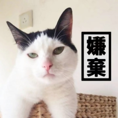 高清一对两张可爱猫咪情头图片,搞怪的可爱猫咪两只一对