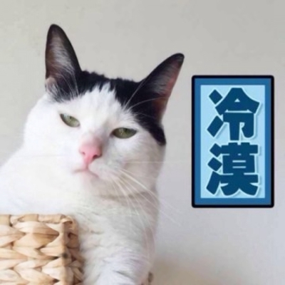 高清一对两张可爱猫咪情头图片,搞怪的可爱猫咪两只一对