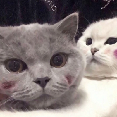 高清超萌的猫咪可爱情侣头像图片 猫可爱情头
