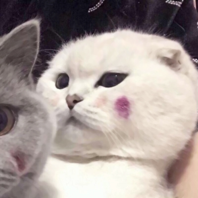 高清超萌的猫咪可爱情侣头像图片 猫可爱情头