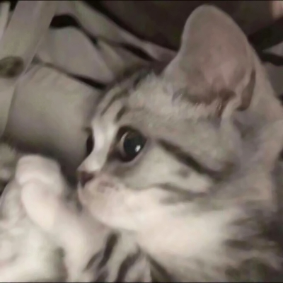 高清超萌的猫咪可爱情侣头像图片 猫可爱情头