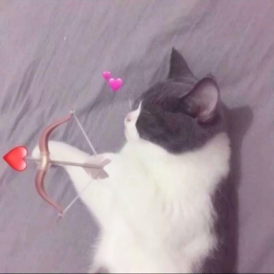 高清超萌的猫咪可爱情侣头像图片 猫可爱情头