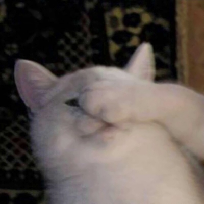 高清超萌的猫咪可爱情侣头像图片 猫可爱情头