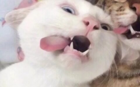 高清超萌的可爱猫咪一对情侣头像图片 情侣头像可爱猫咪