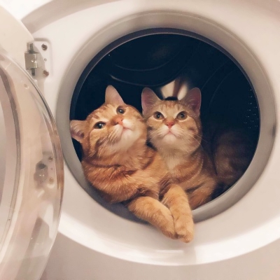 高清超萌的可爱猫咪一对情侣头像图片 情侣头像可爱猫咪